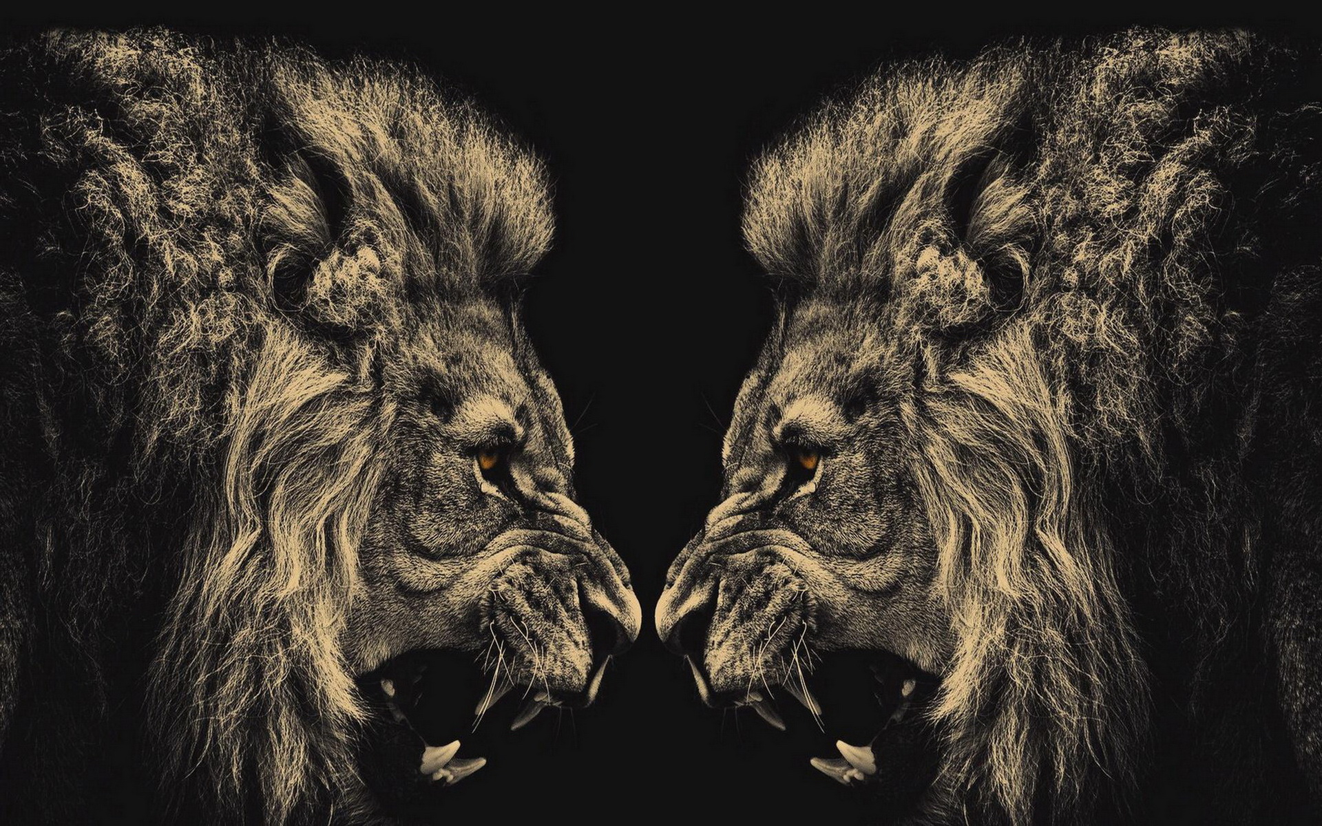 Cool lion wallpapers