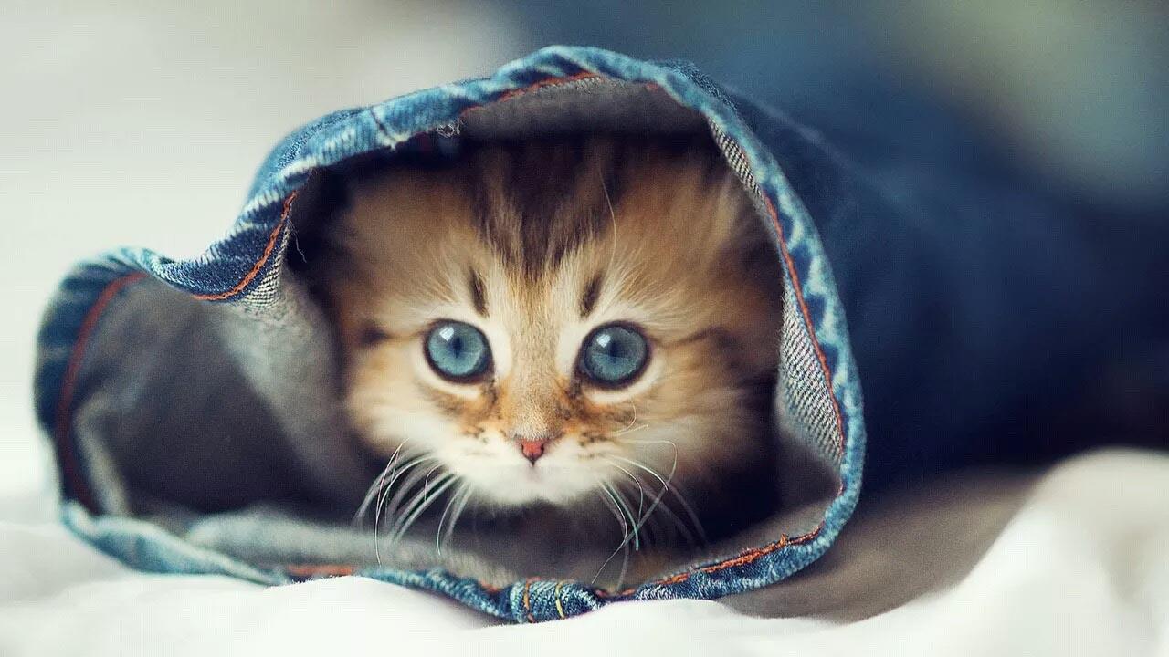 cute cat backgrounds #13
