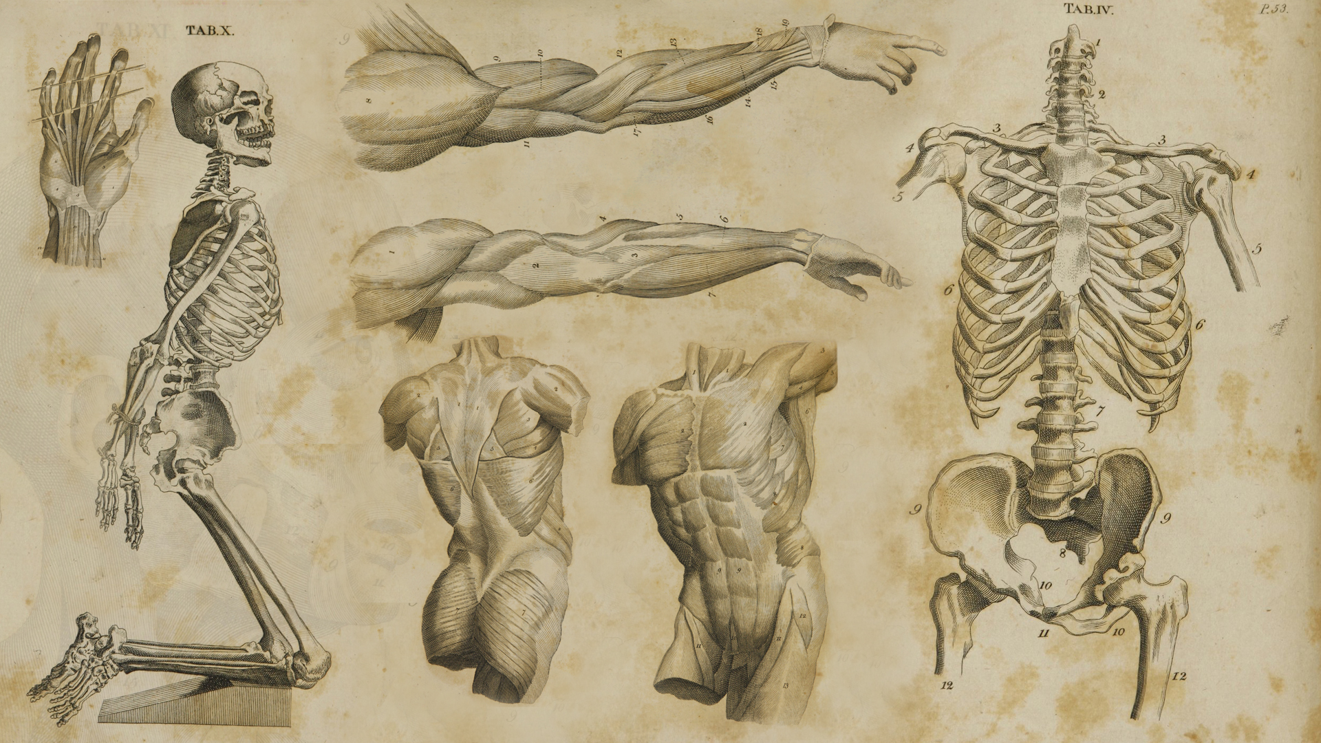 Anatomy wallpapers