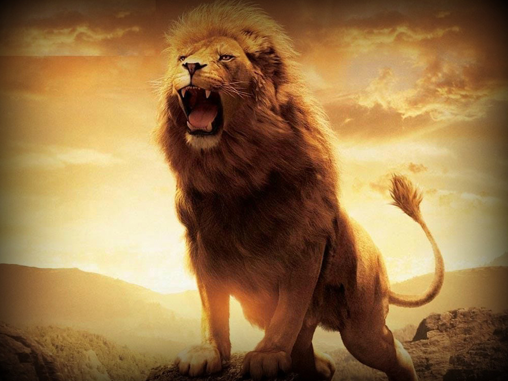 angry lion hd wallpaper #16