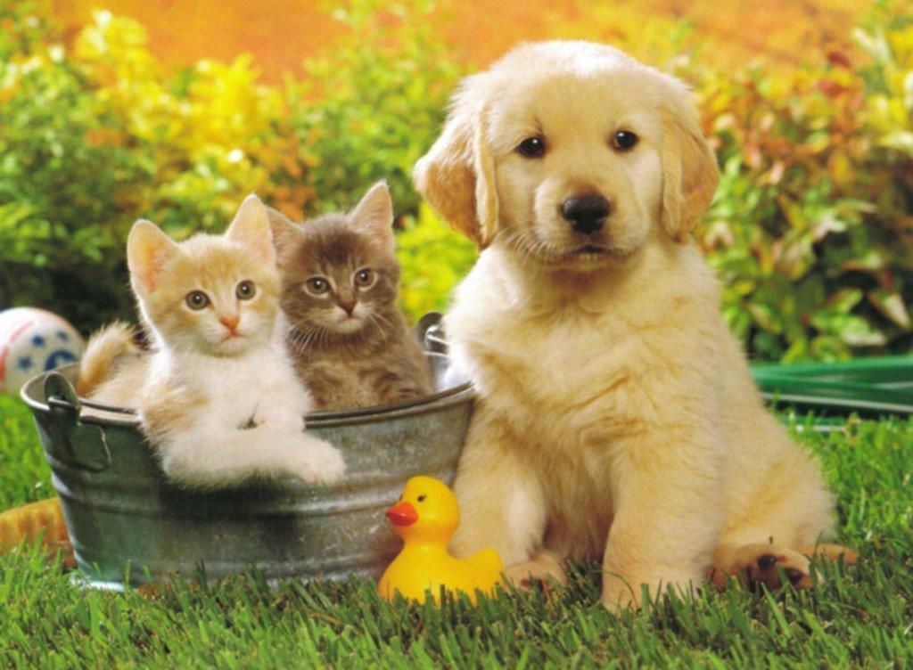 Puppies wallpapers free download
