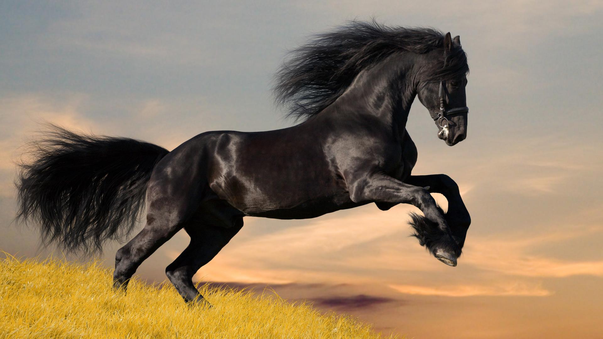 Black Animals Horse 1080p #24380 Wallpaper | High Resolution