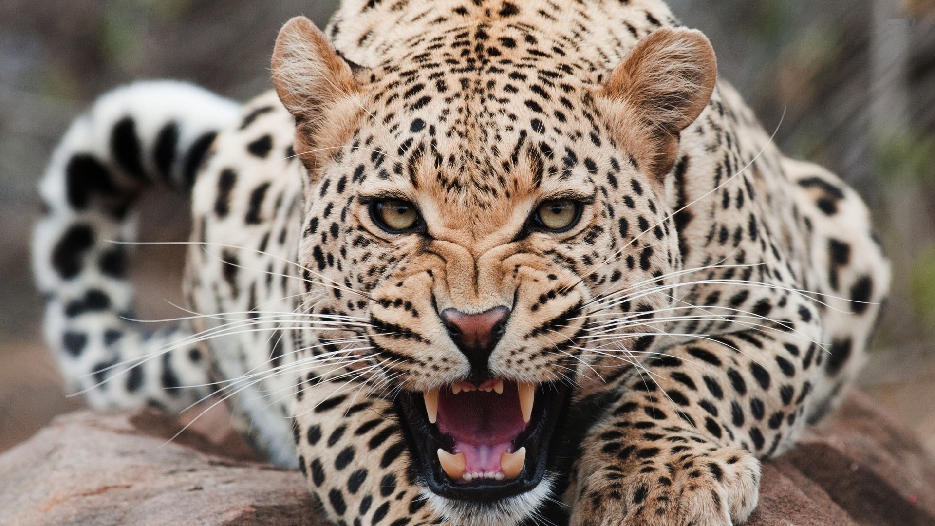 Leopards Rawr Wallpaper Animals #24557 Wallpaper | High Resolution