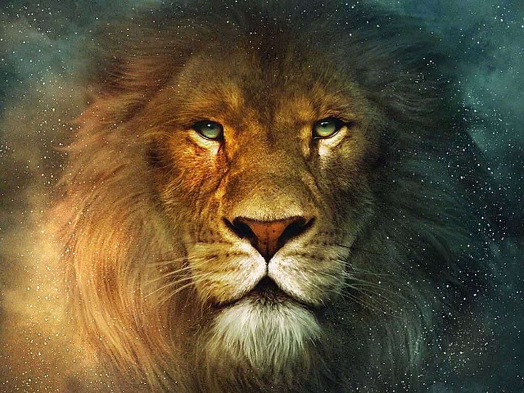 lion wallpaper #16
