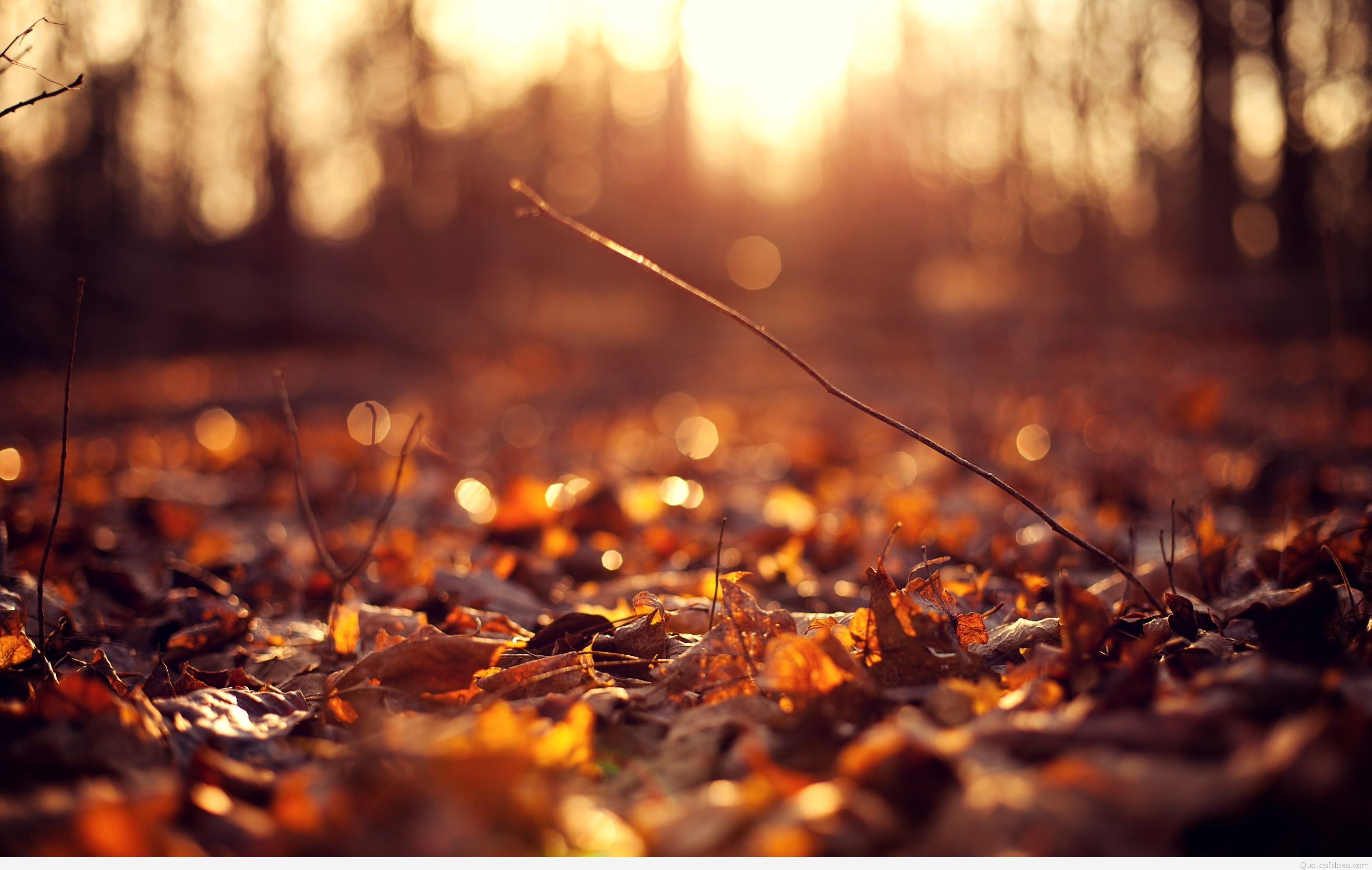 autumn background pictures #22