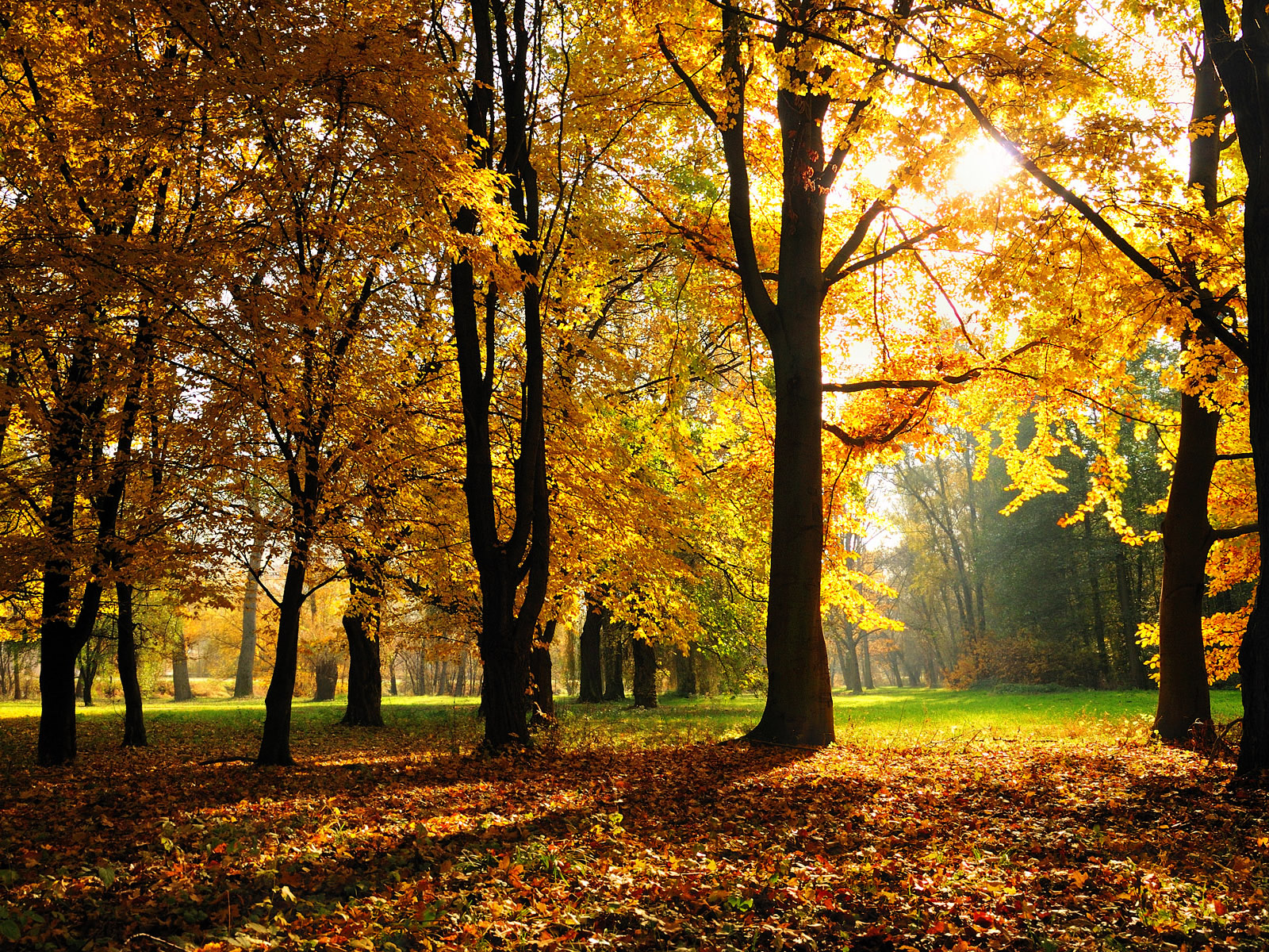 Autumn background pictures
