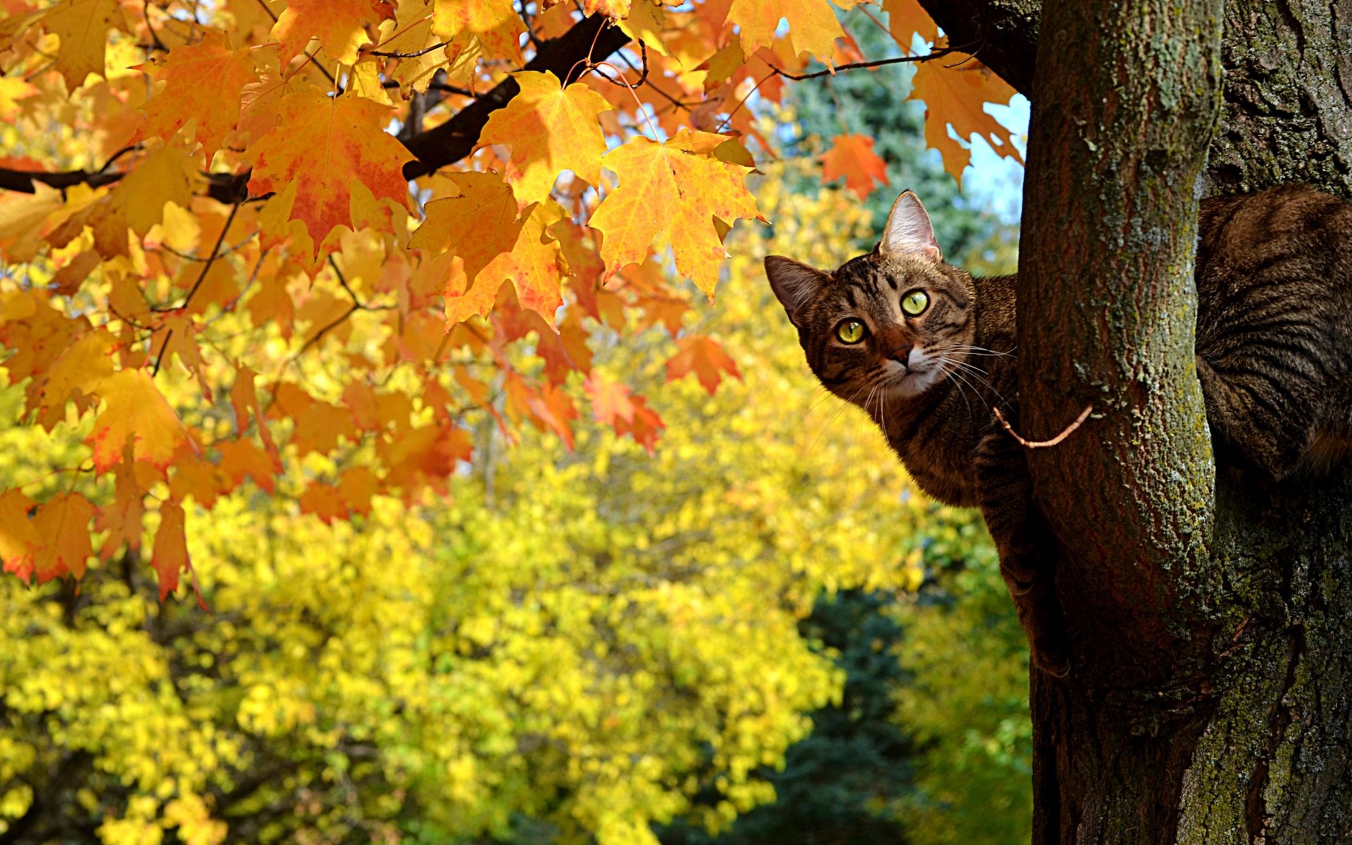 Autumn Cat Wallpaper