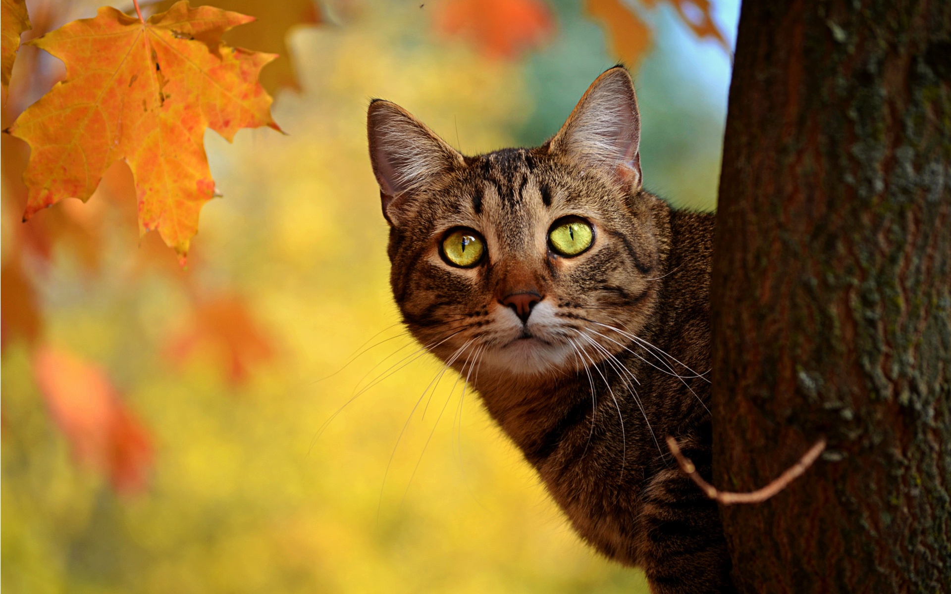 Autumn Cat Peeping Yellow Leaves wallpaper by lovewall