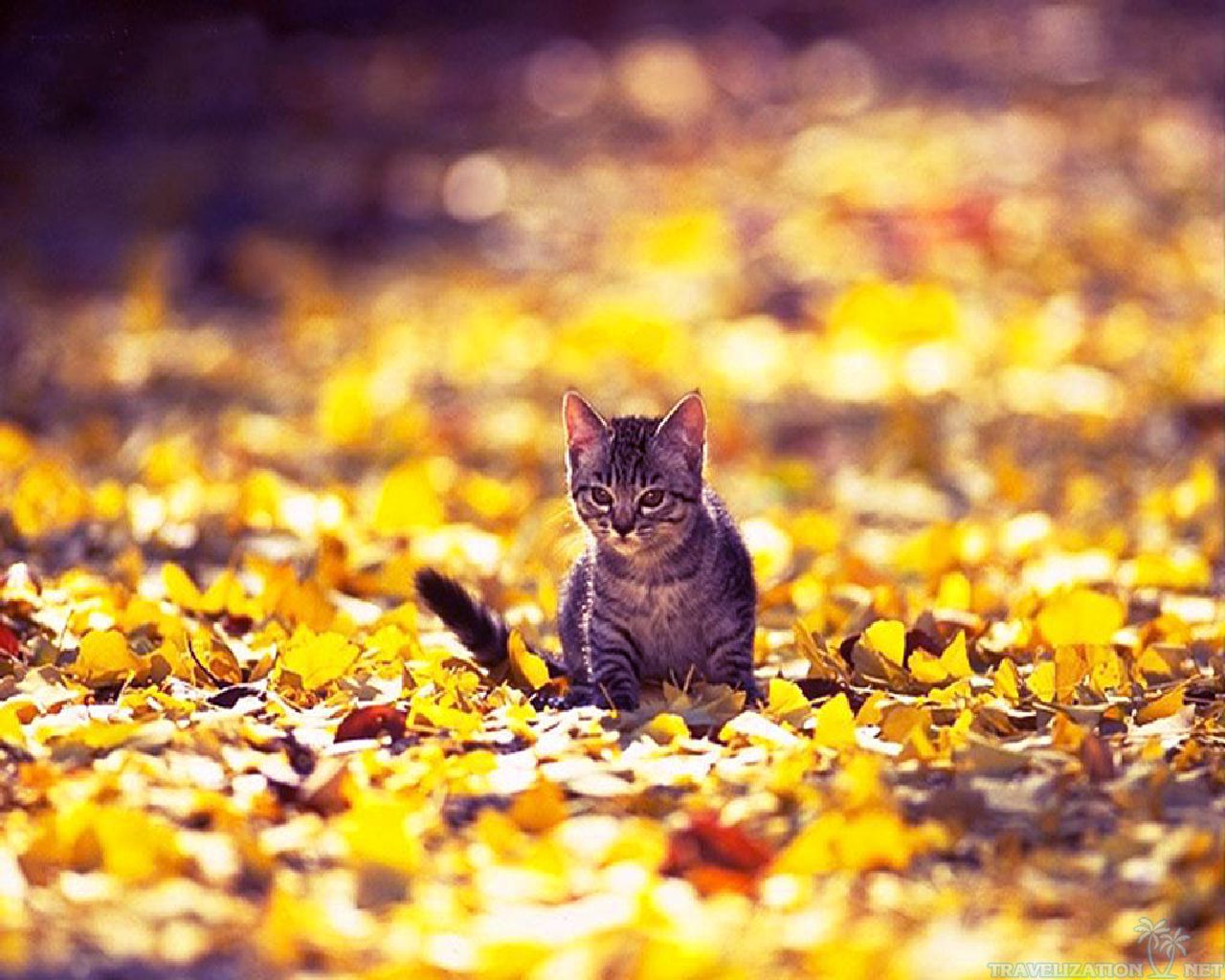 Collection of Autumn Cat Wallpaper on HDWallpapers