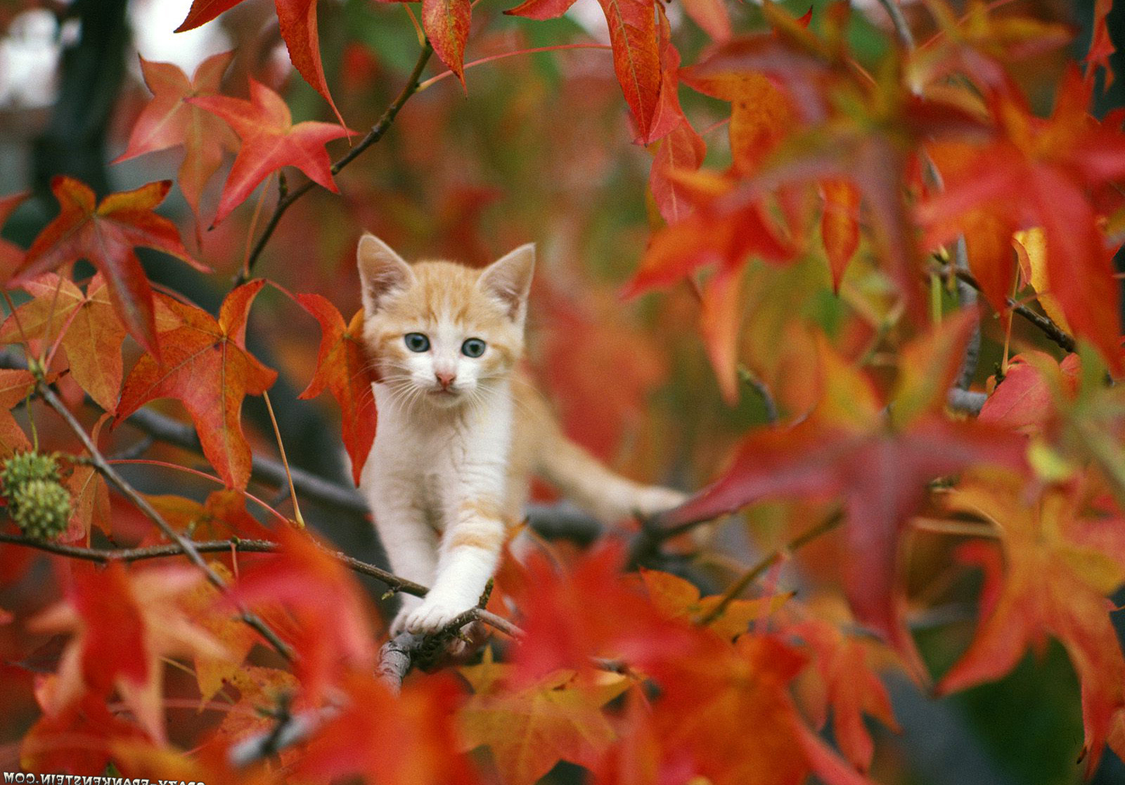 Goldish Cat On Autumn Wallpapers HD / Desktop and Mobile Backgrounds