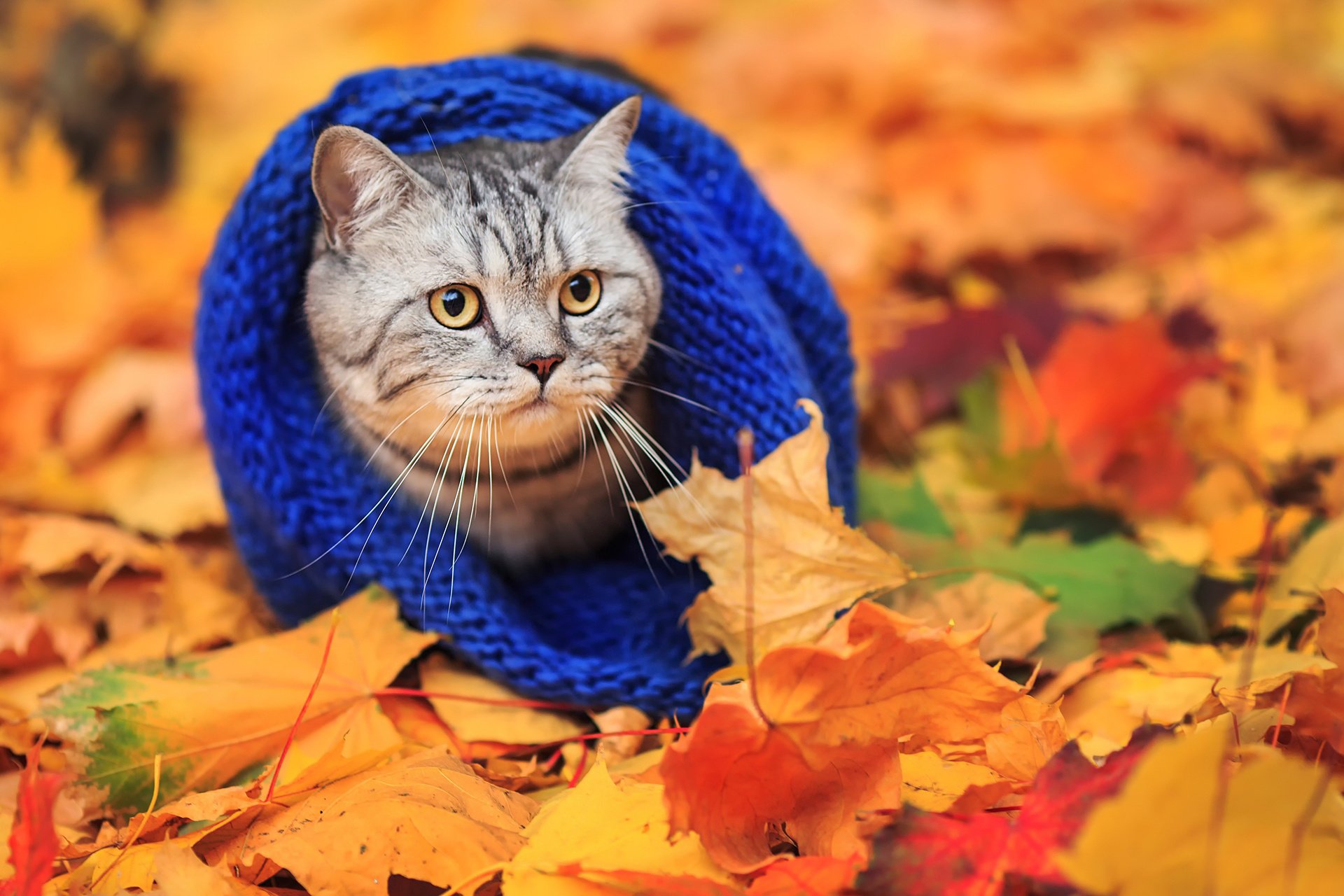 Cat scarf autumn leaves wallpaper | 1920x1280 | 485753 | WallpaperUP