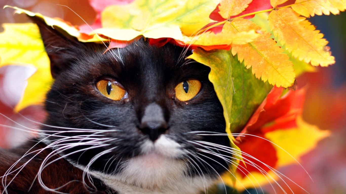 Autumn Cat Computer Wallpapers, Desktop Backgrounds | 1366x768