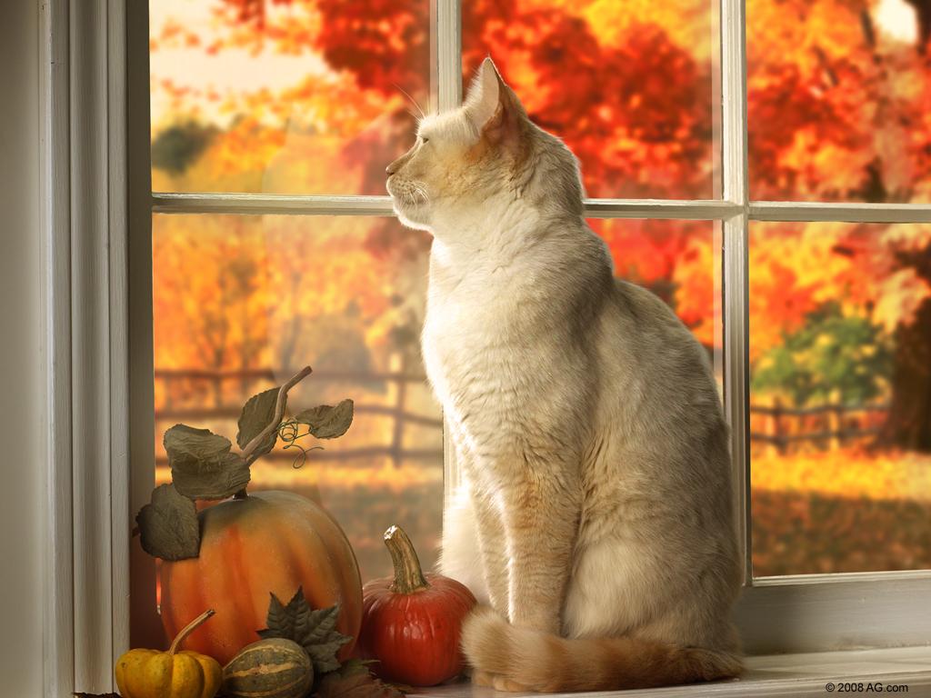 78 Best images about Autumn Cats on Pinterest | Kittens, Black