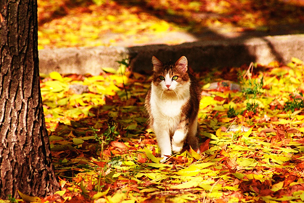 Autumn cat by Emmatyan on DeviantArt