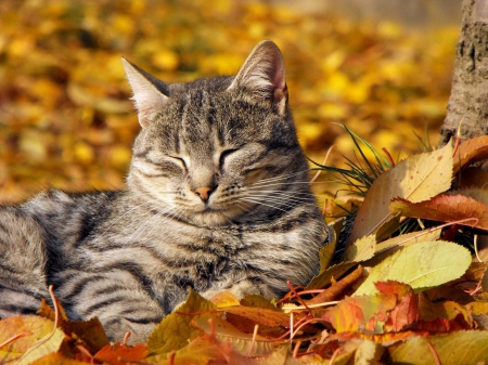 Cat and autumn colors *** - Cats & Animals Background Wallpapers