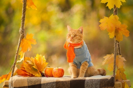 Autumn Cat - Cats & Animals Background Wallpapers on Desktop Nexus