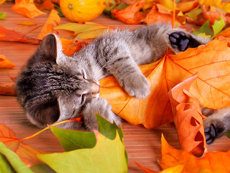 Autumn cat - Cats & Animals Background Wallpapers on Desktop Nexus