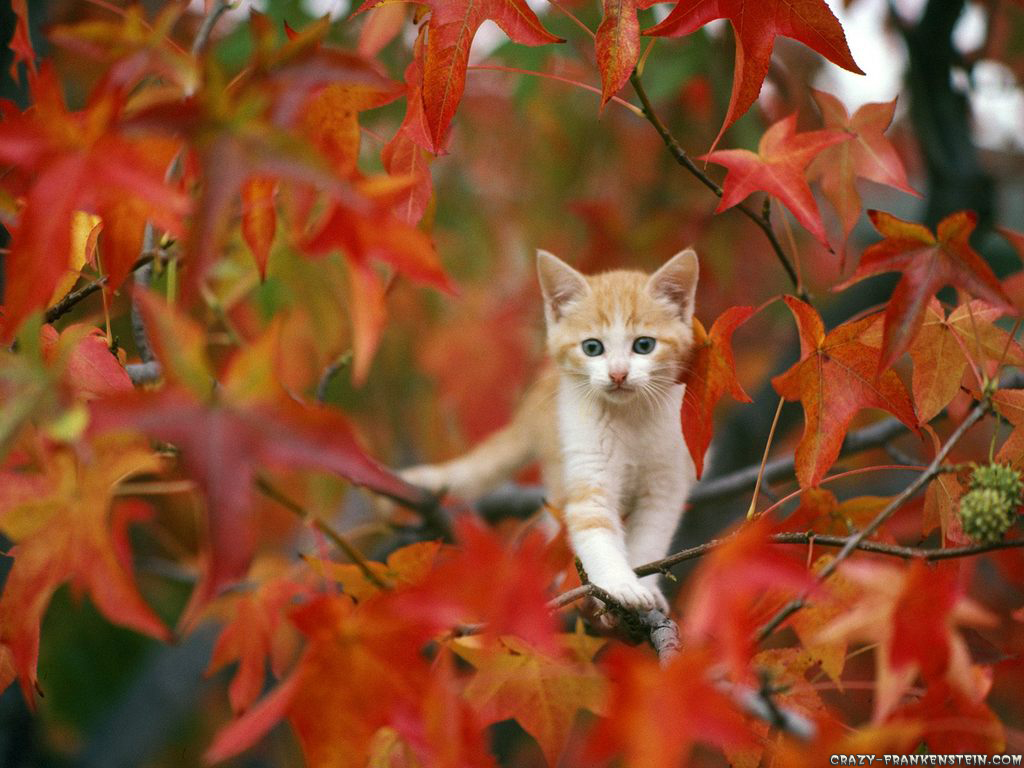 1000+ images about Fall Cats on Pinterest | Kittens, Autumn leaves
