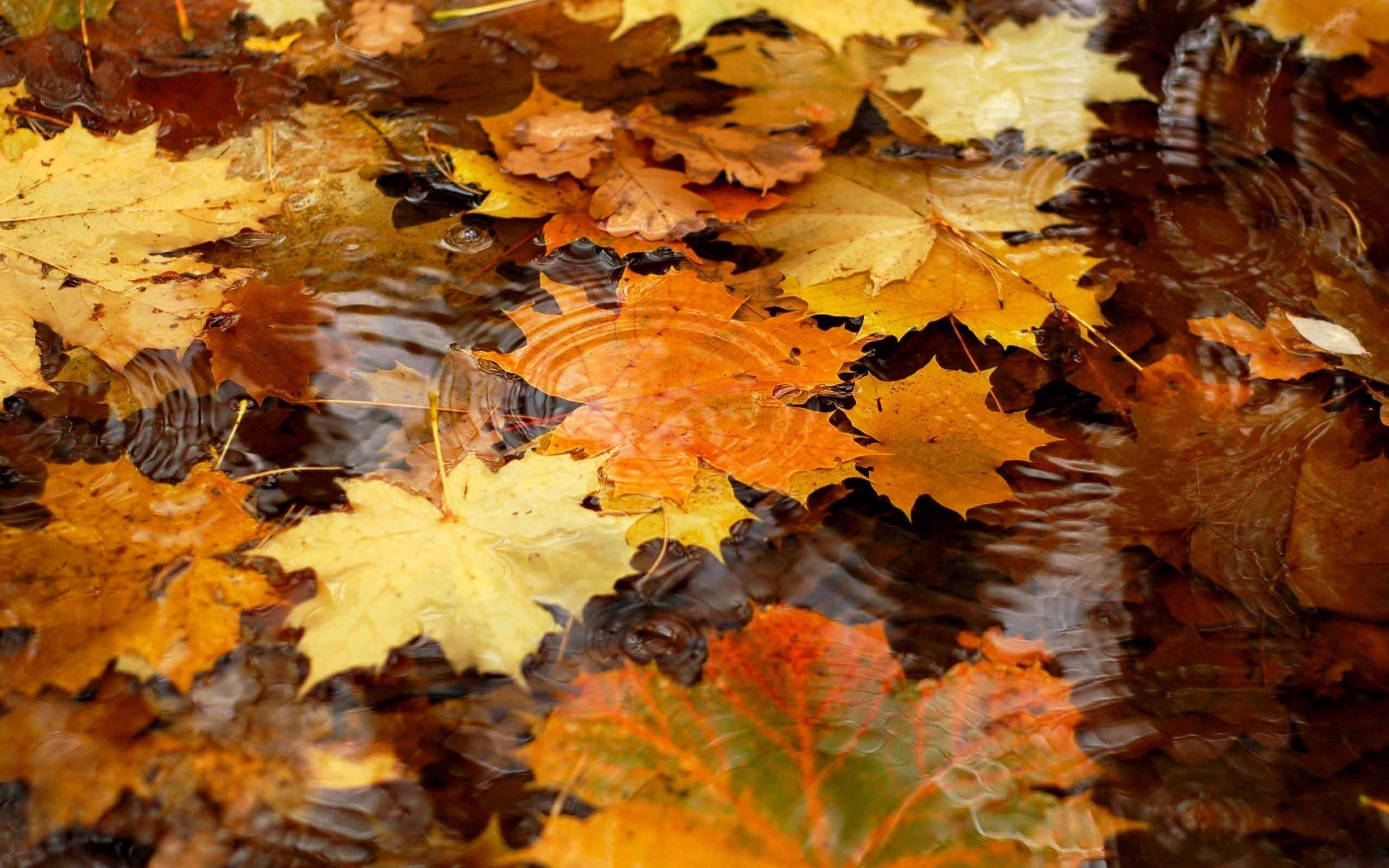 free desktop backgrounds for fall #10