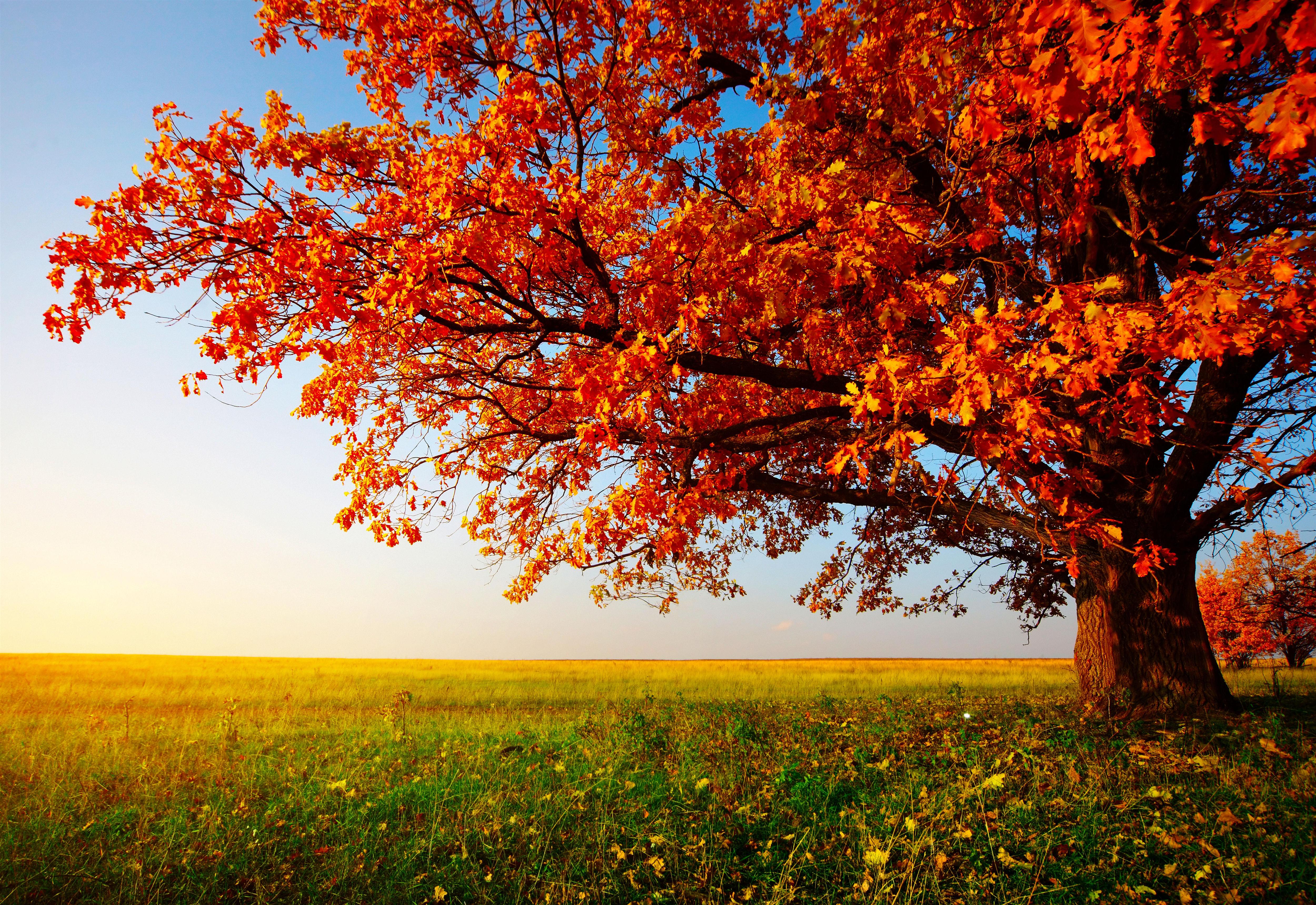 Fall background images for computer