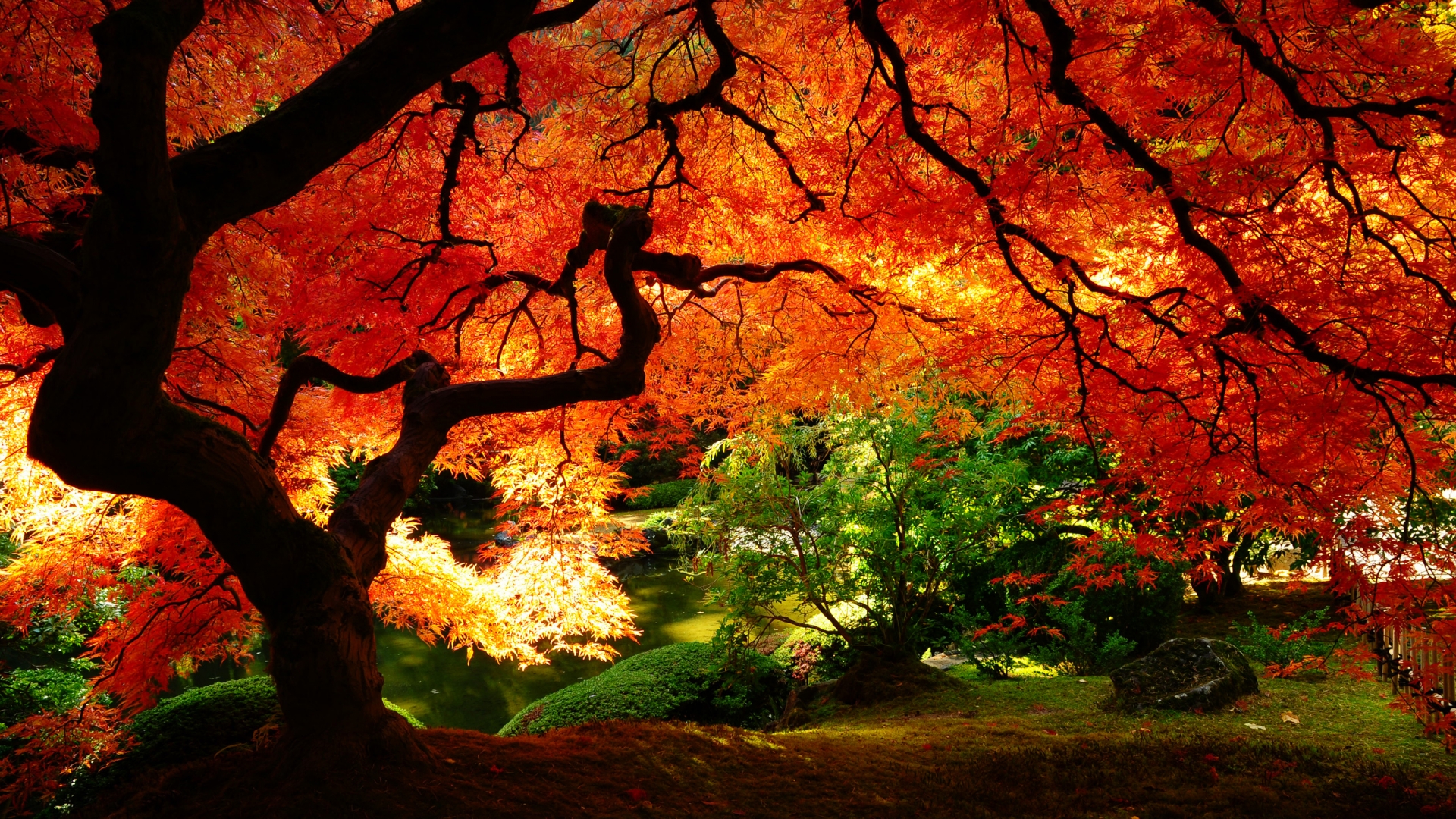 autumn desktop backgrounds hd #3