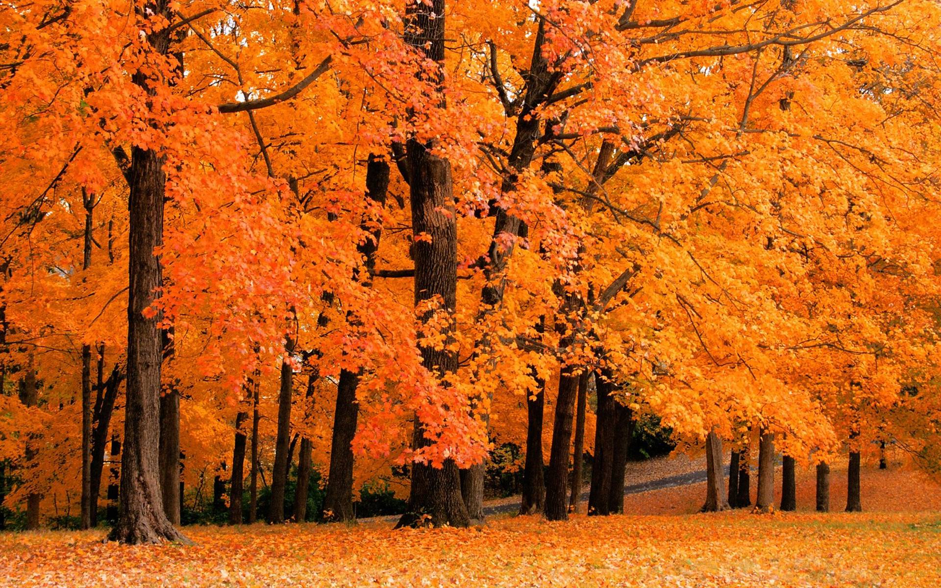 free autumn desktop wallpapers backgrounds #17