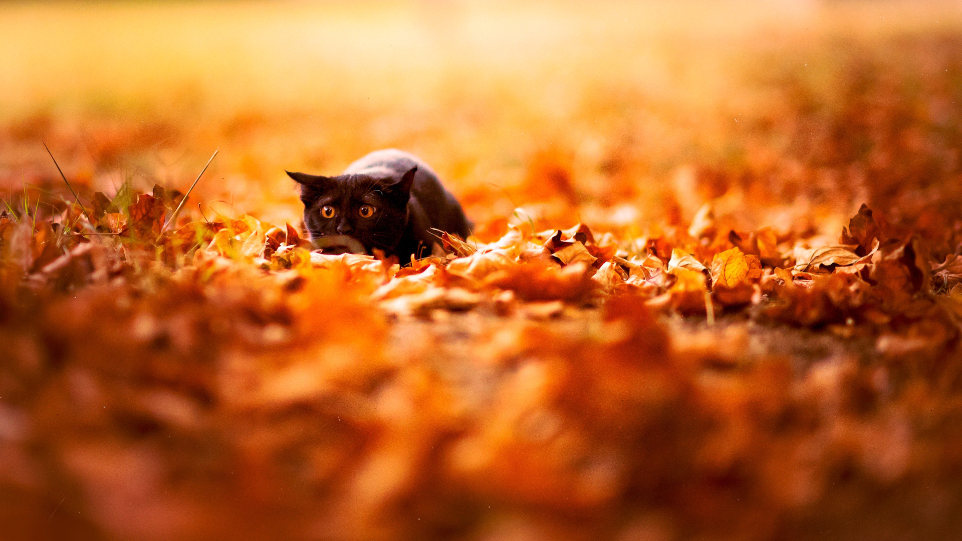 autumn images desktop background #17
