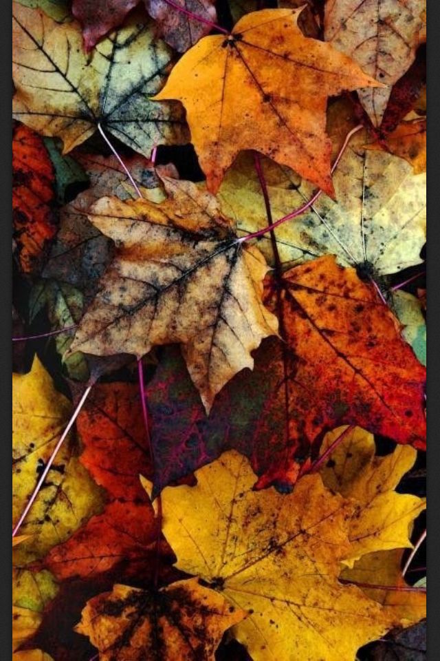 autumn phone wallpaper #12