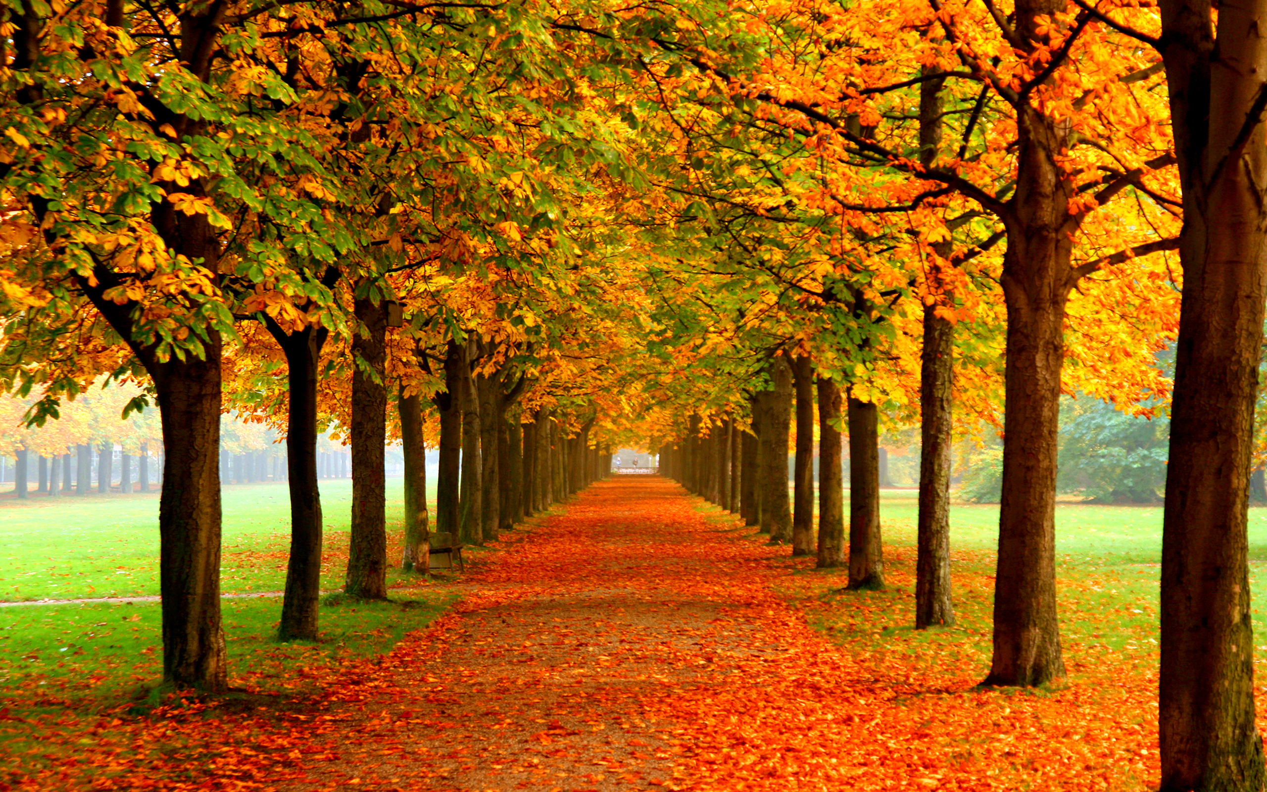 Autumn colors wallpaper