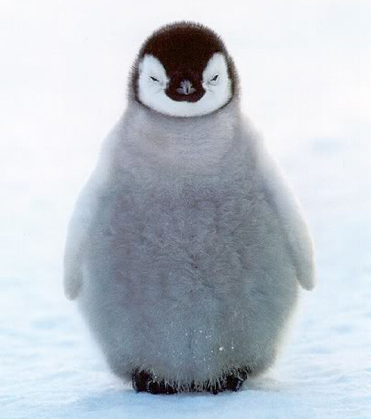 baby penguin wallpaper #24