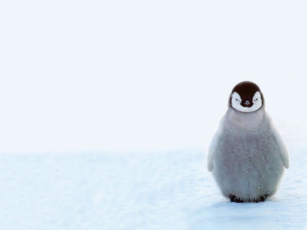 Baby penguin wallpaper