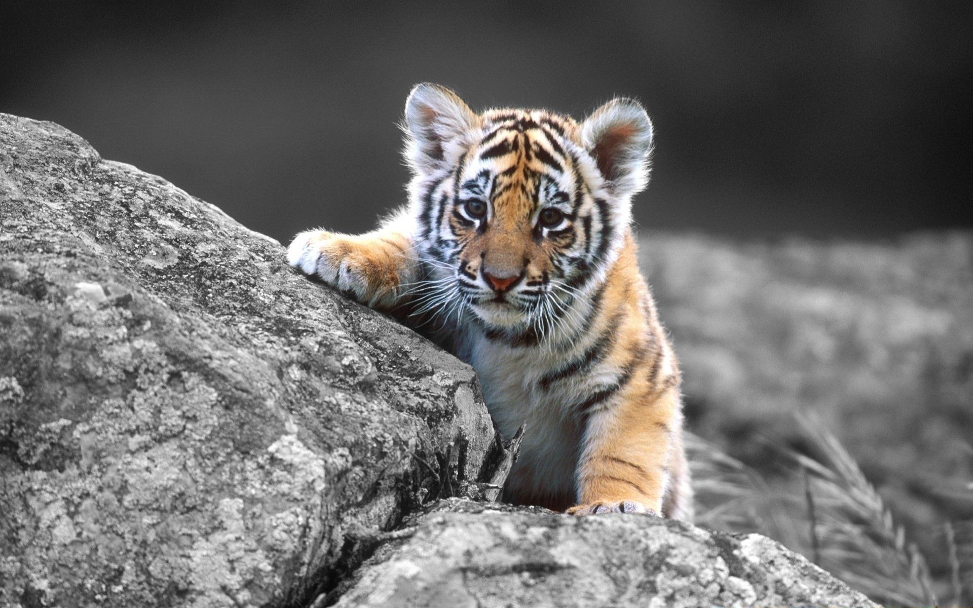 tiger baby wallpaper #7