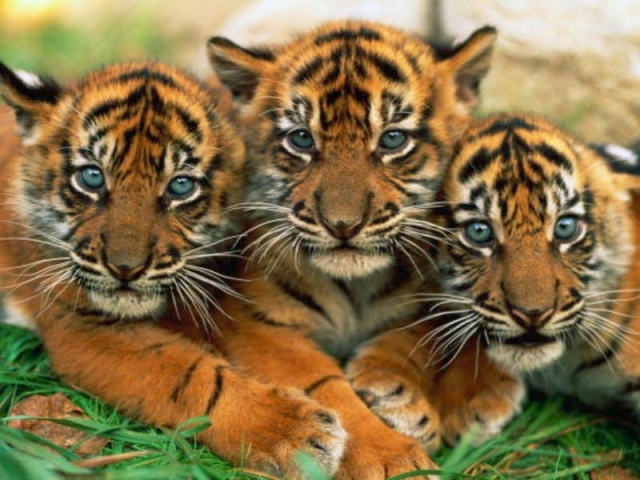 baby tiger backgrounds #2