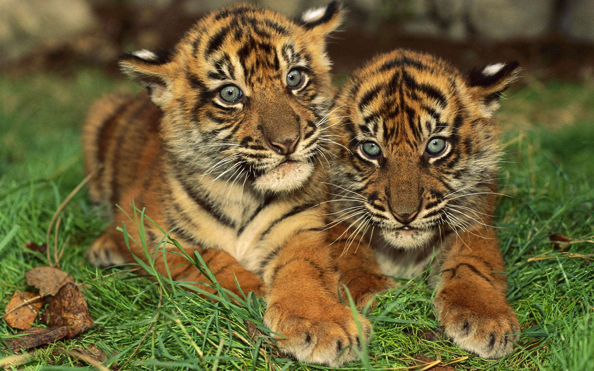 baby tiger backgrounds #11