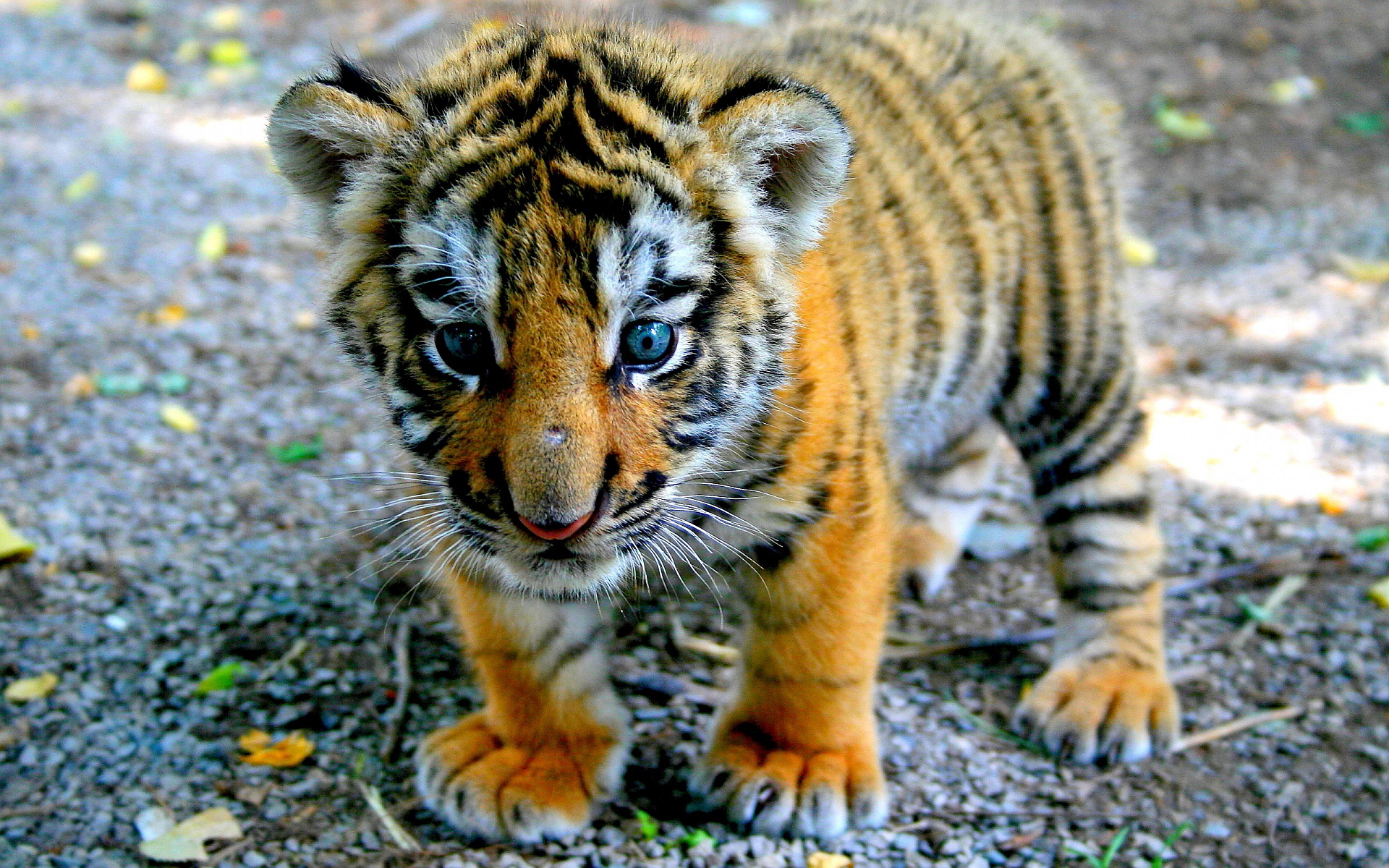 Tiger baby wallpaper