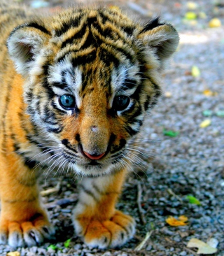 baby tiger backgrounds #12