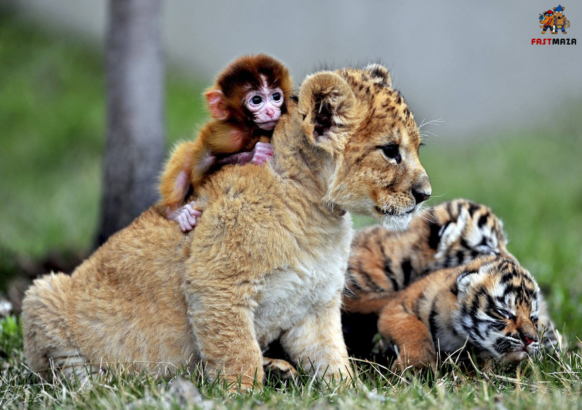 baby tiger pictures #24