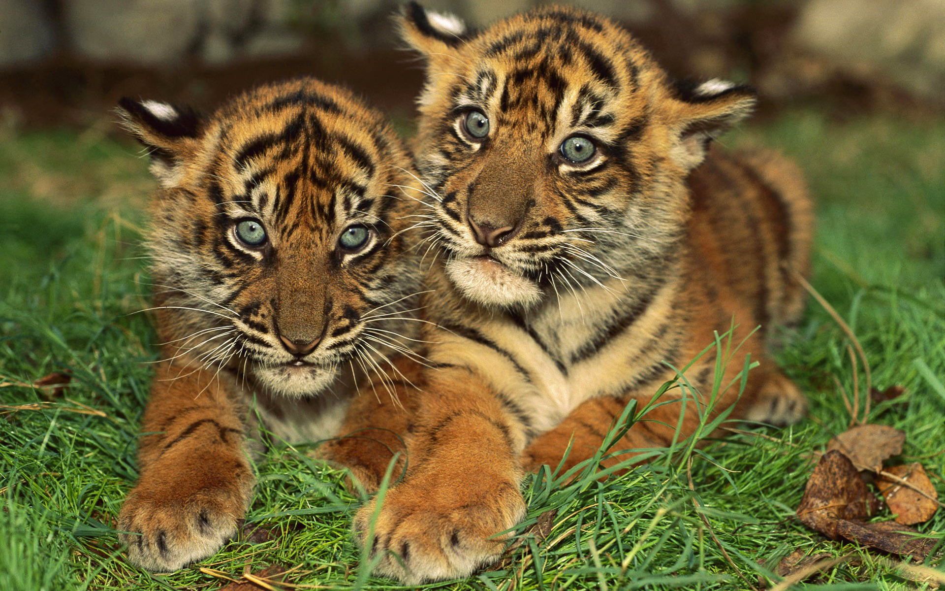 baby tiger backgrounds #24