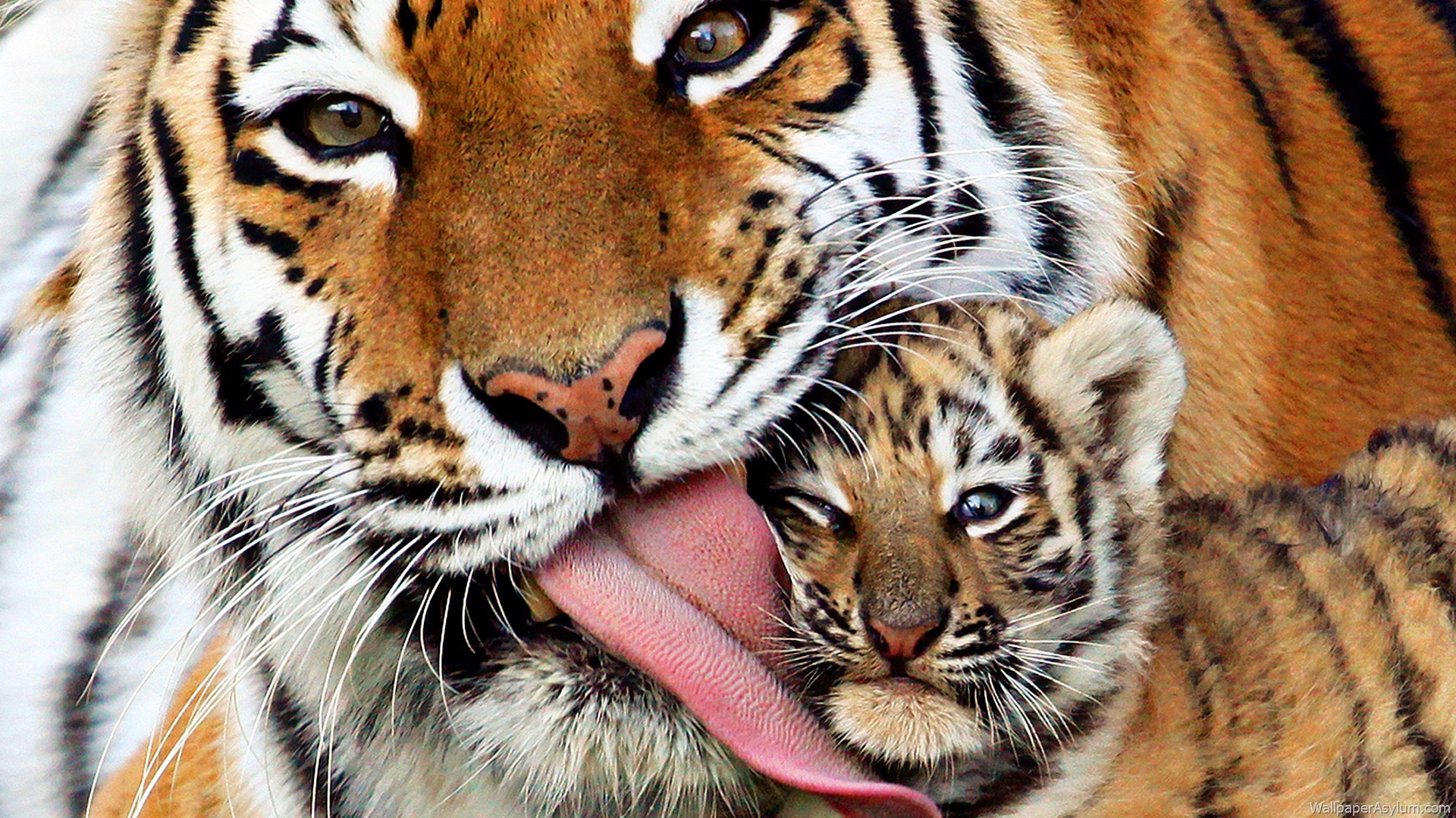 tiger baby wallpaper #19