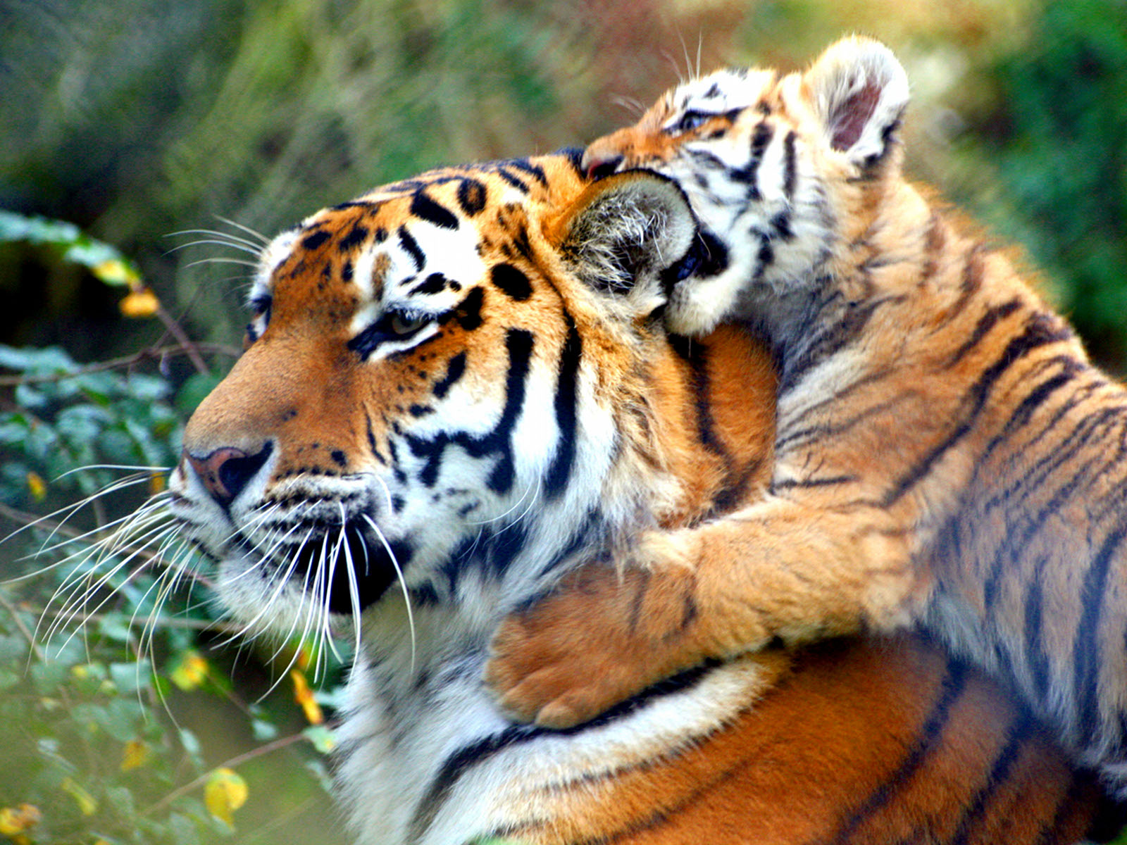 baby tiger pictures #23