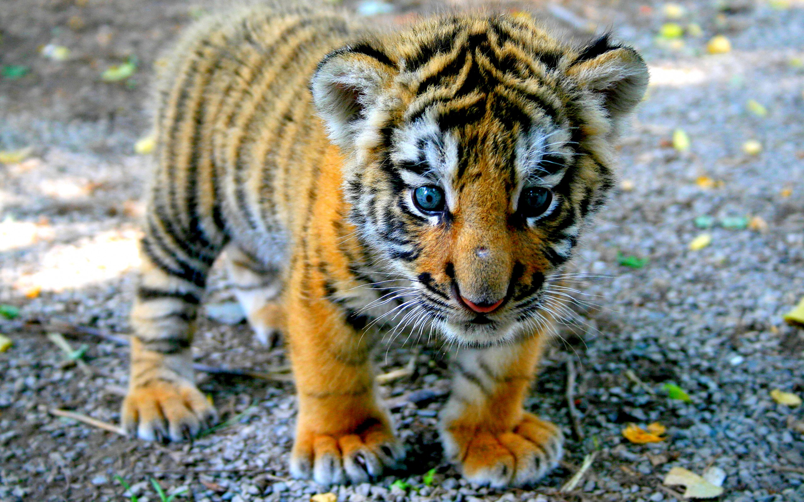 tiger baby wallpaper #18
