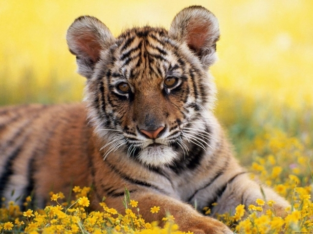 baby tiger backgrounds #10