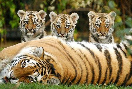 baby tiger pictures #10