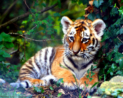 baby tiger pictures #5
