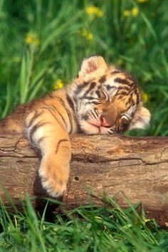 baby tiger pictures #7