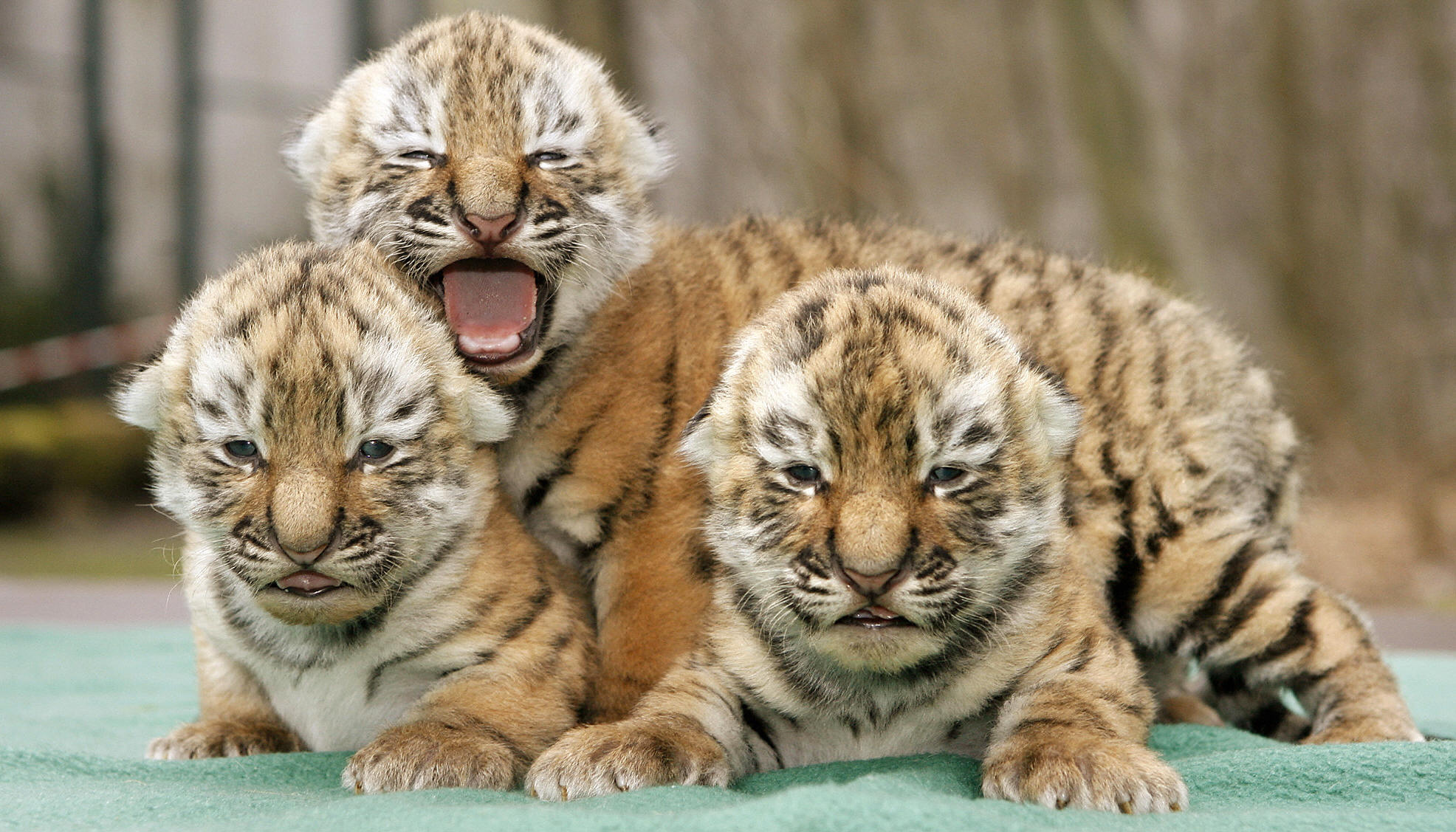 baby tiger pictures #17