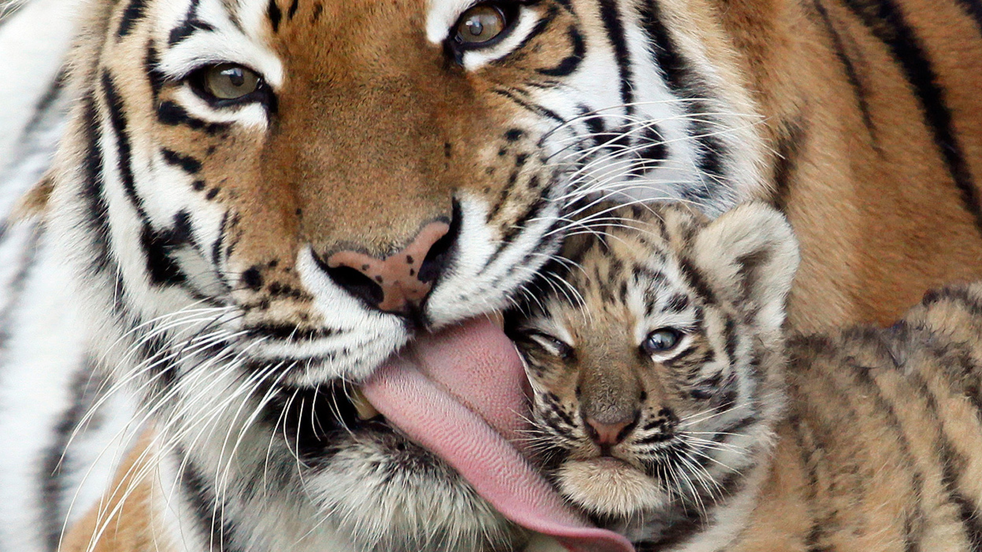 baby tiger pictures #13