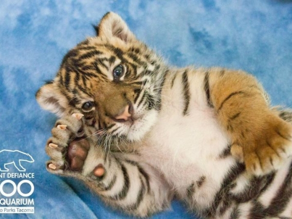 baby tiger pictures #11