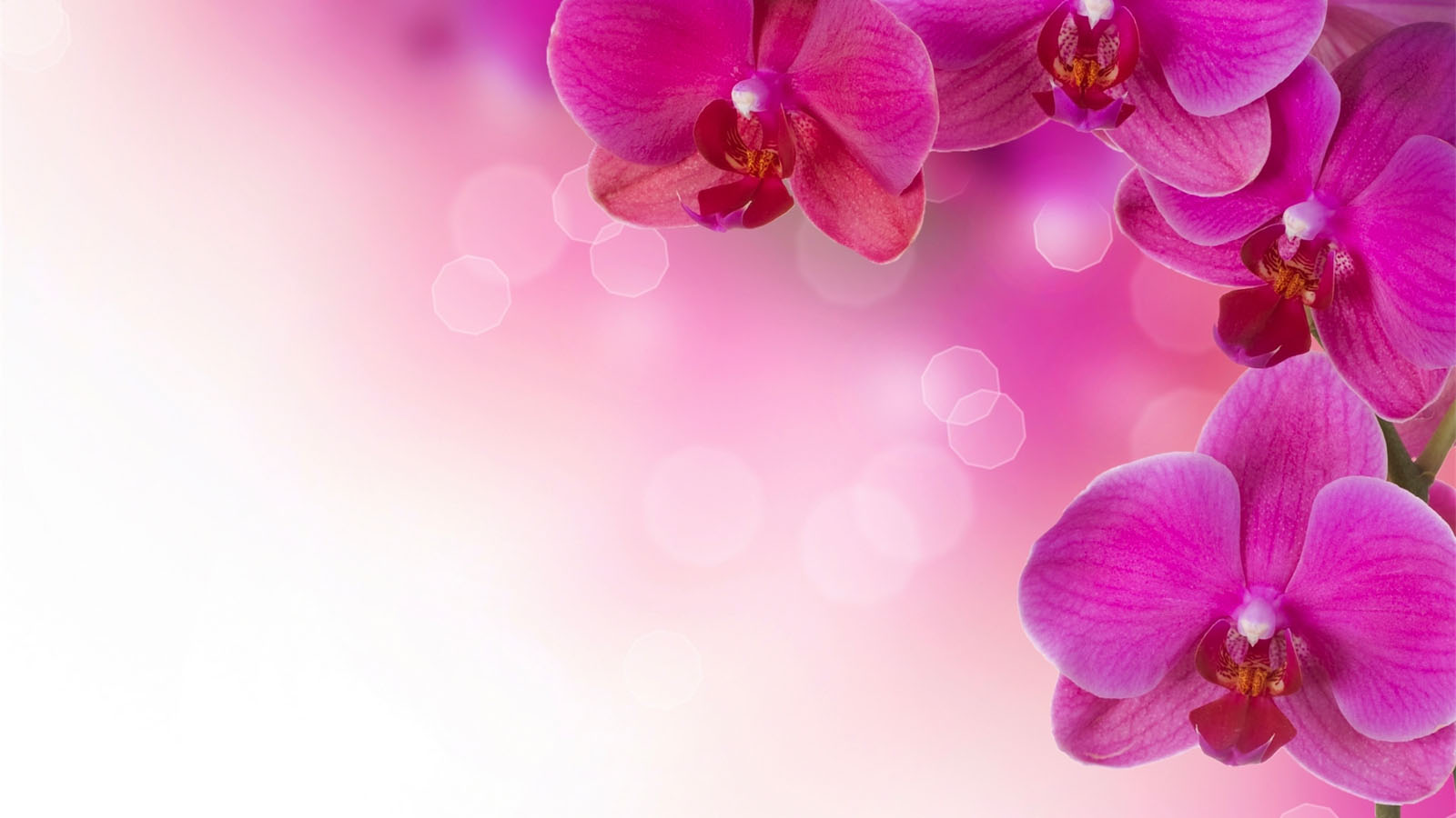 background images flowers pink #18