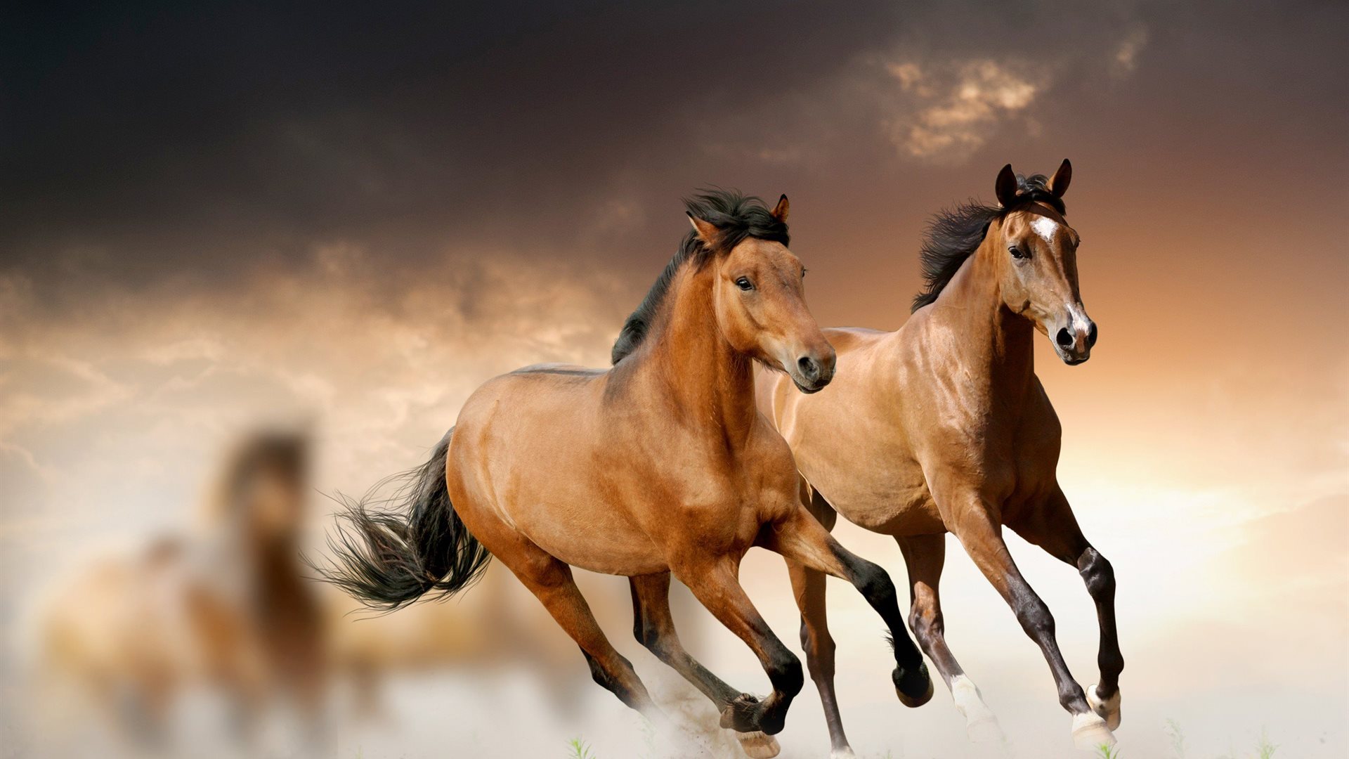 background pictures of horses #1